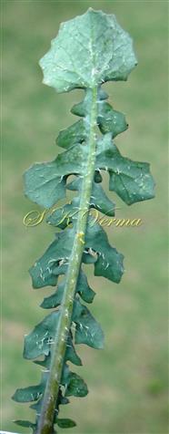  Basal leaf-Abaxial view